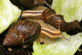 Cochlitoma varicosa F2 Gonubia, South Africa, semiadult, 5 cm
